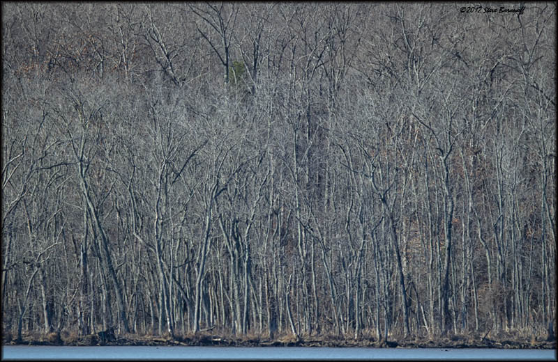 _2SB1397 winter at Pohick.jpg